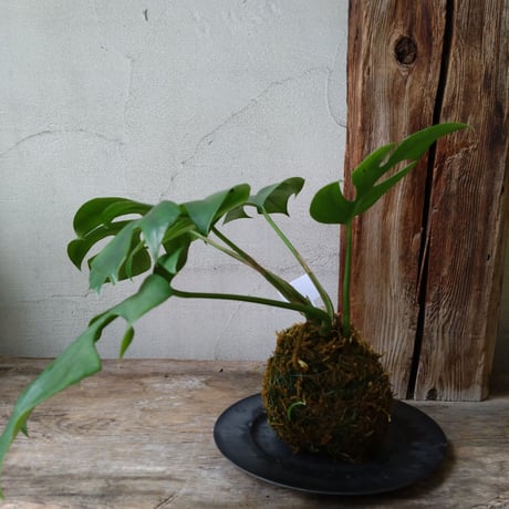 モンステラ　苔玉風