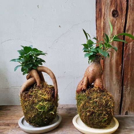 ガジュマル　苔玉風