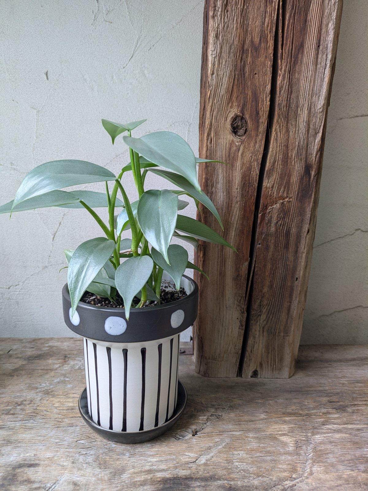 フィロデンドロン シルバーメタル クリスマスギフトに | in Style