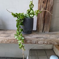 ホヤ　カルノーサコンパクタ