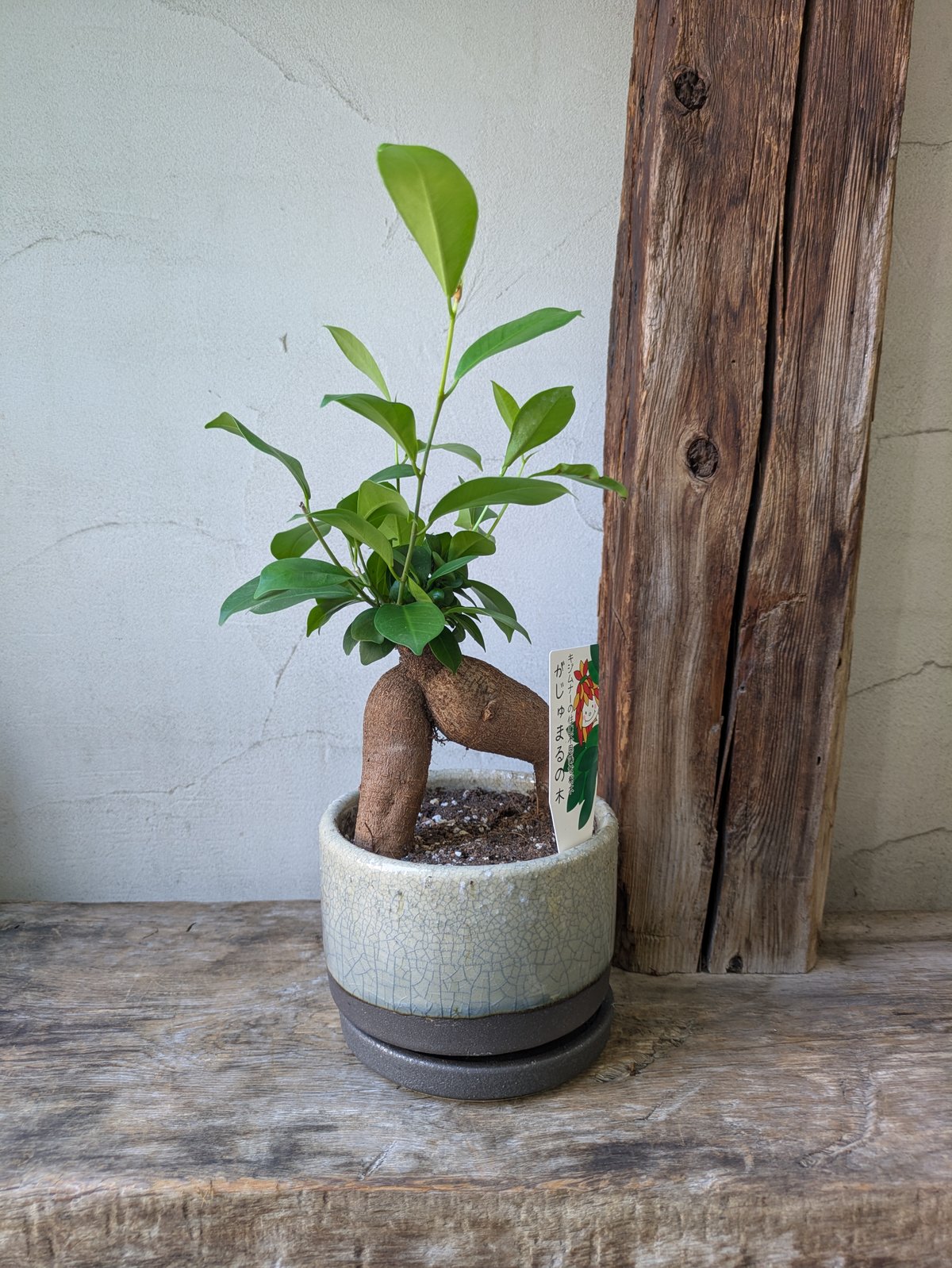 ガジュマル | in Style