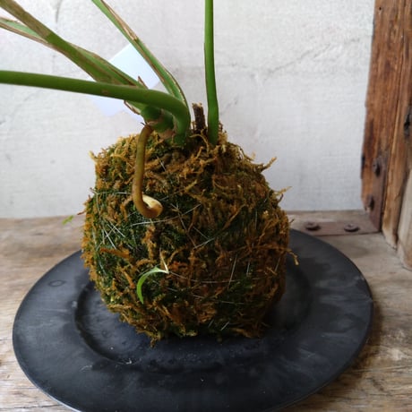 モンステラ　苔玉風