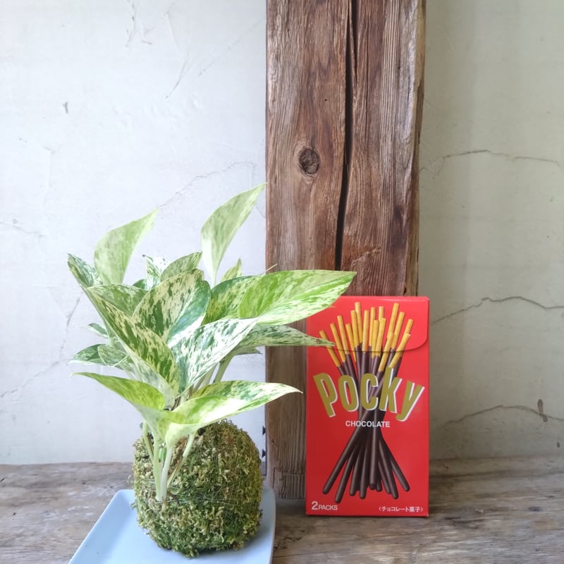 ポトスマーブル 苔玉風 | in Style