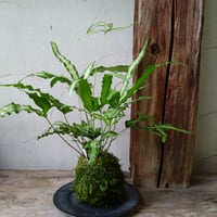 プテリス　苔玉風
