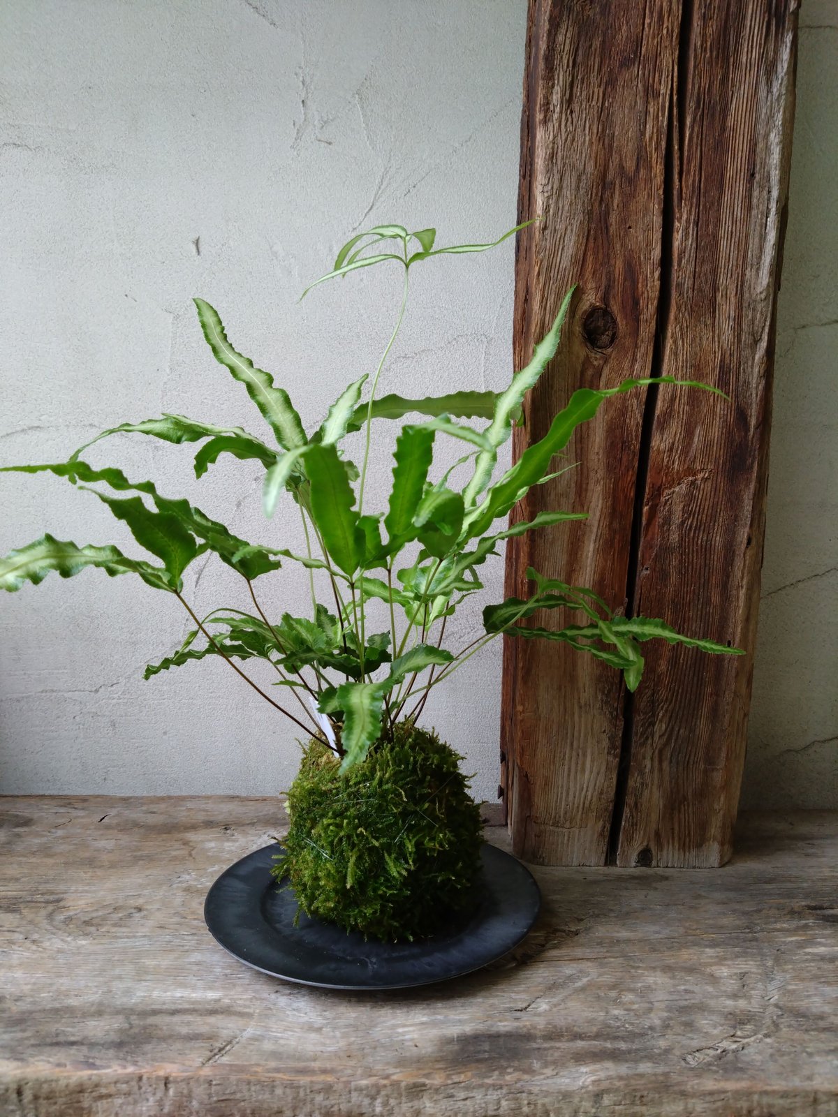 苔玉・苔 puyozou 苔玉・苔 puyozou 苔玉・苔 puyozou 苔玉 風知草(C-16) | hirugao