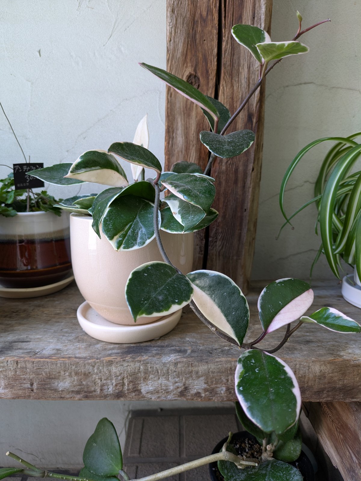 ホヤ カルノーサ 全国配送はお休み中。 | in Style