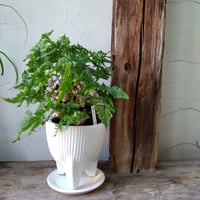 ネコシノブ