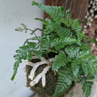 石化シノブ　苔玉風