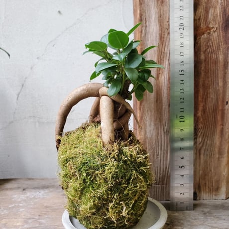 ガジュマル　苔玉風