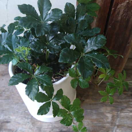 シュガーバイン