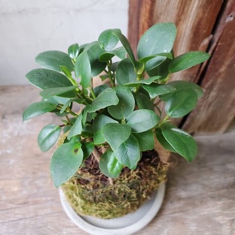 ガジュマル　苔玉風