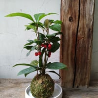 ヤブコウジ　苔玉風