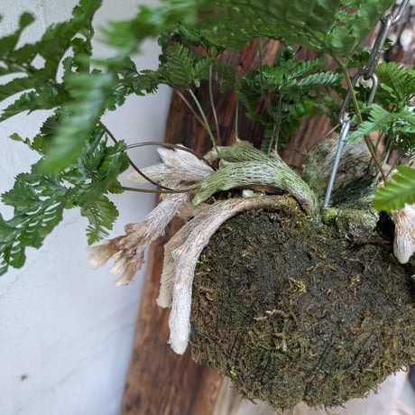 石化シノブ　苔玉風