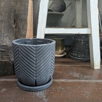 プランター　陶器鉢　小さめ観葉植物に。　暑くなる前に植え替えを