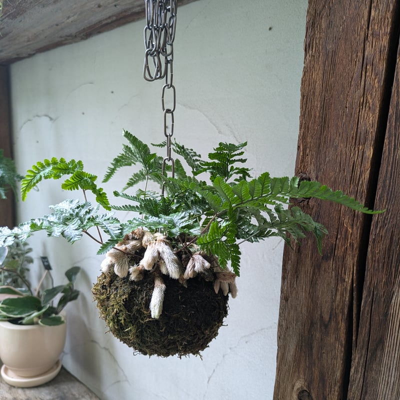 石化シノブ 苔玉風 | in Style