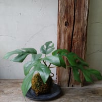 モンステラ　苔玉風