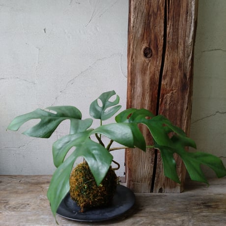 モンステラ　苔玉風