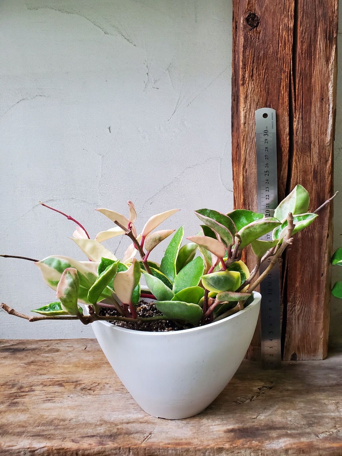 ホヤ リップカラー | in Style