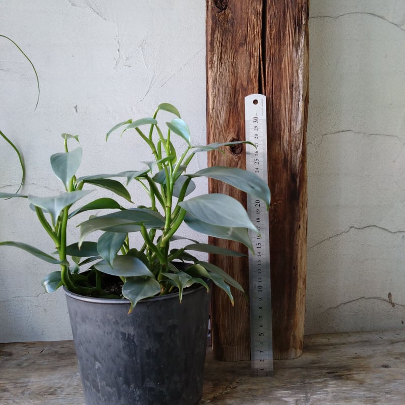 フィロデンドロン シルバーメタル | in Style