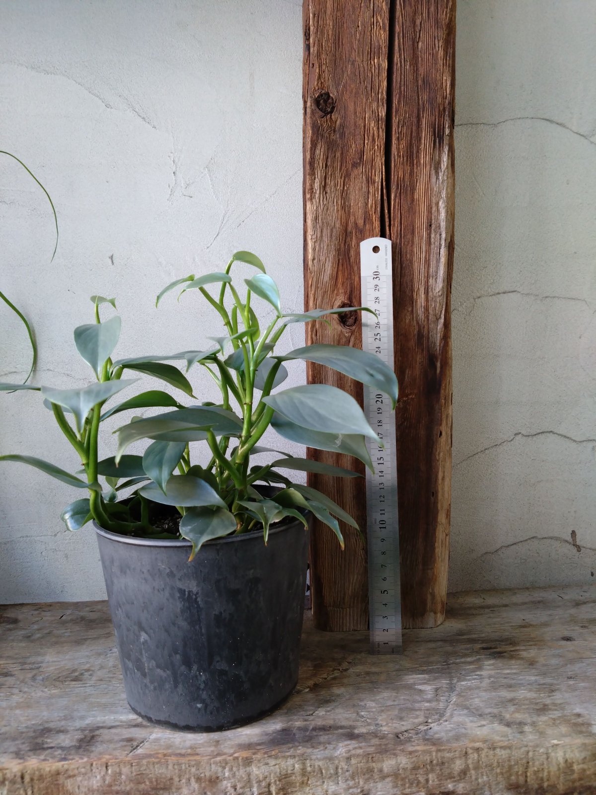 fit=scale-down,w=1200