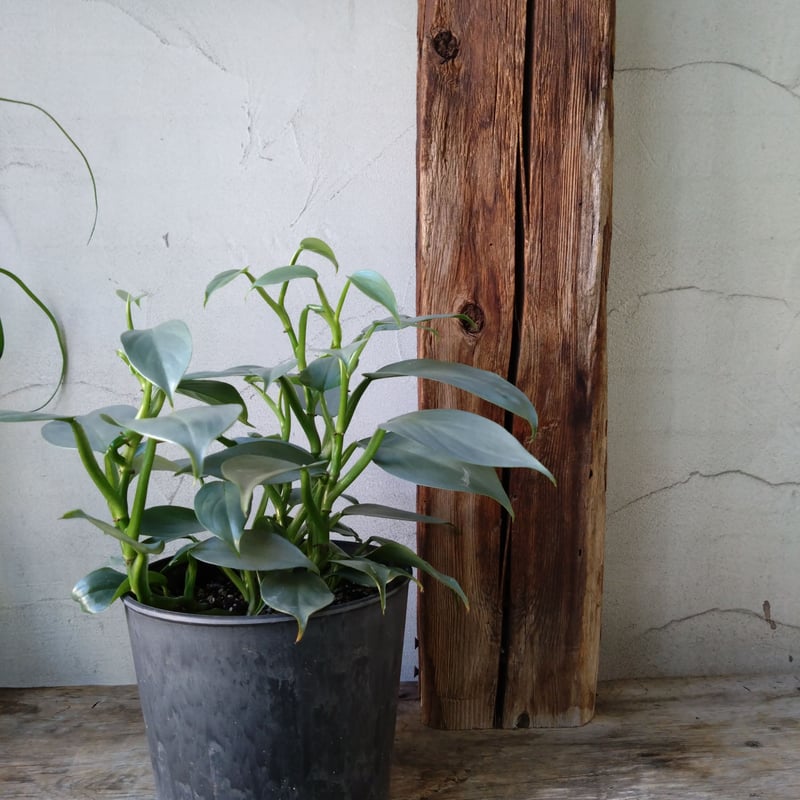 フィロデンドロン シルバーメタル | in Style