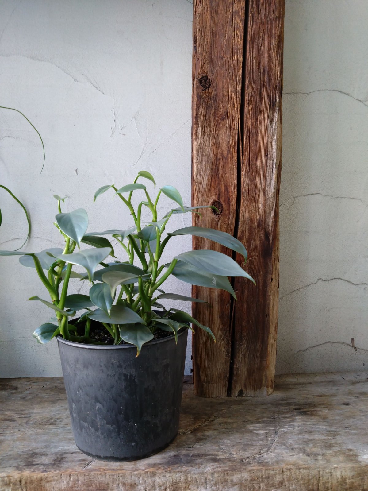 fit=scale-down,w=1200