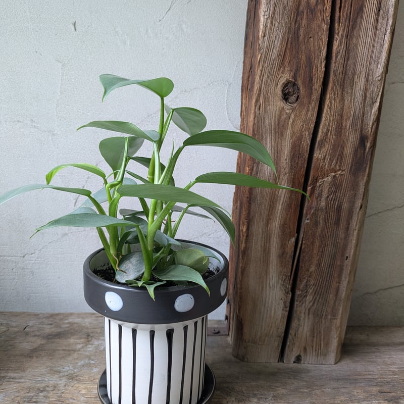 フィロデンドロン　シルバーメタル　斑入り S】フィロデンドロン シルバーメタル/Philodendron Silver Metal
