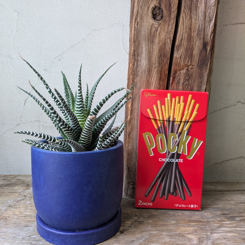 ハオルチア 十二の巻 全国配送はお休み中。 | in Style