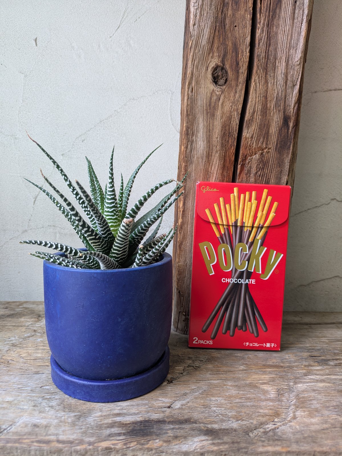 ハオルチア 十二の巻 全国配送はお休み中。 | in Style