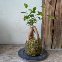 ガジュマル　苔玉風