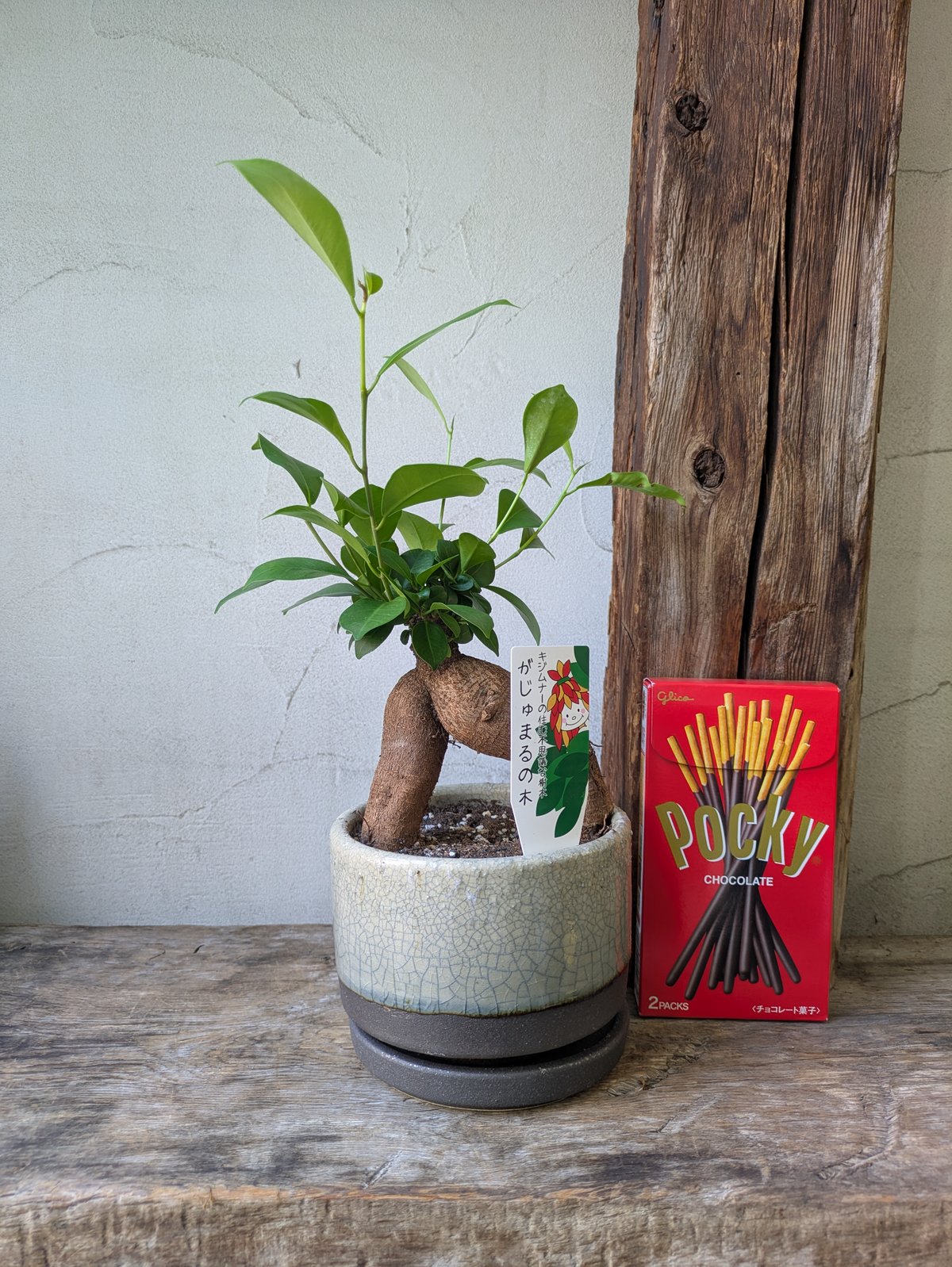 小葉ガジュマル ガジュマル | in Style