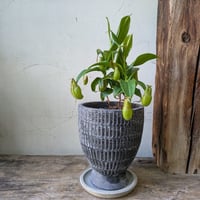 ネペンテス　グラシリススポート　　食中植物