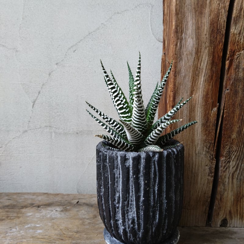 ハオルチア 十二の巻 | in Style