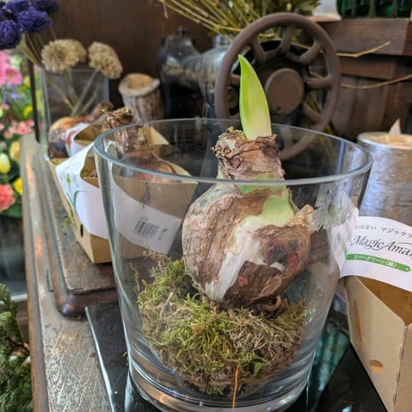 マジックアマリリス | STORES