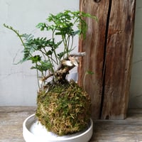 シノブ　苔玉風