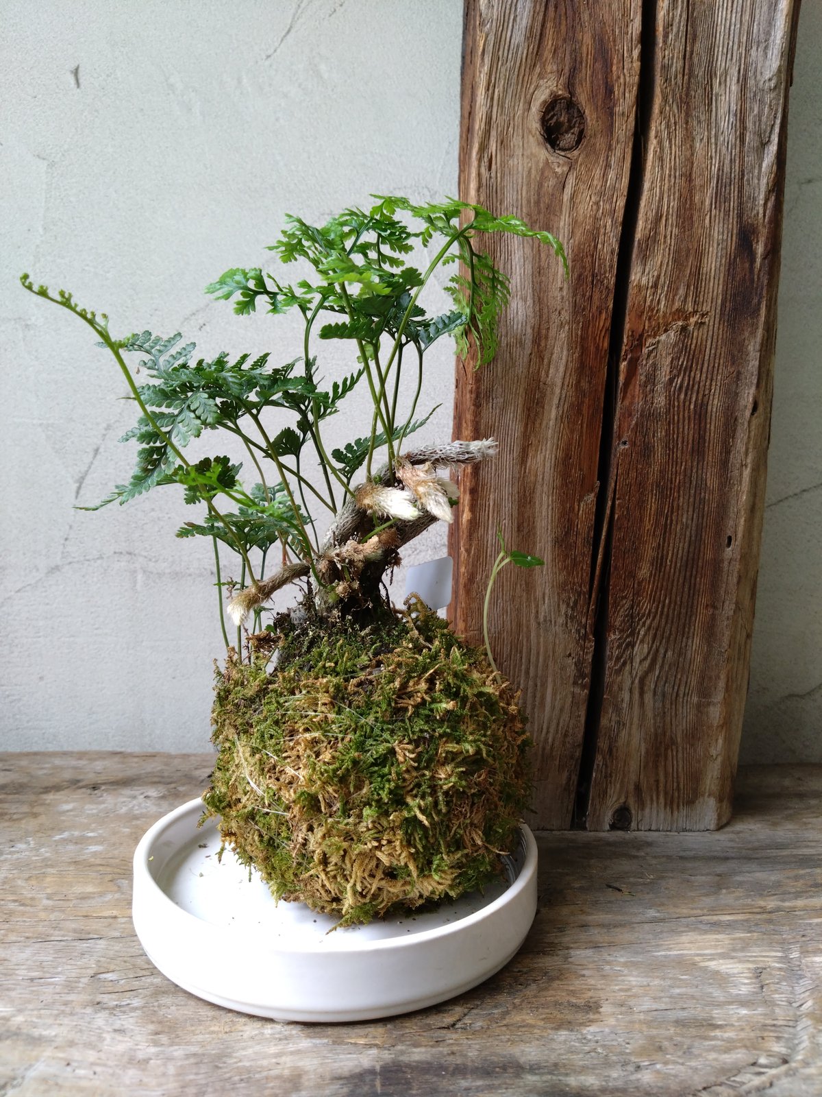 直径約30cm しのぶ苔玉 トキワシノブ苔玉 観葉植物・多肉植物の販売 - インテリアに最適 | 苔玉・苔