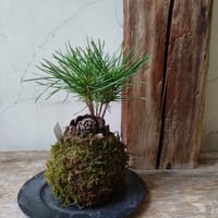 黒松　苔玉風