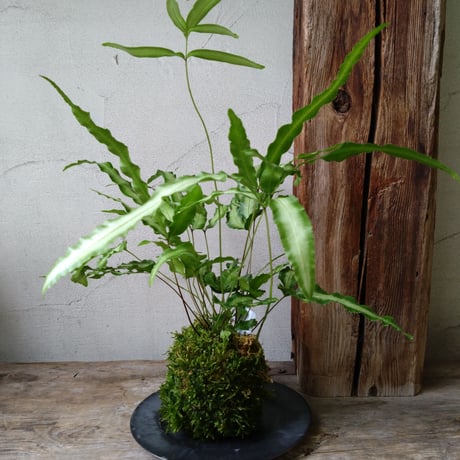 プテリス　苔玉風
