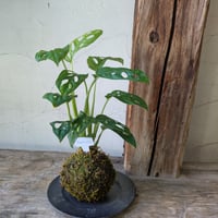 モンステラ　苔玉風