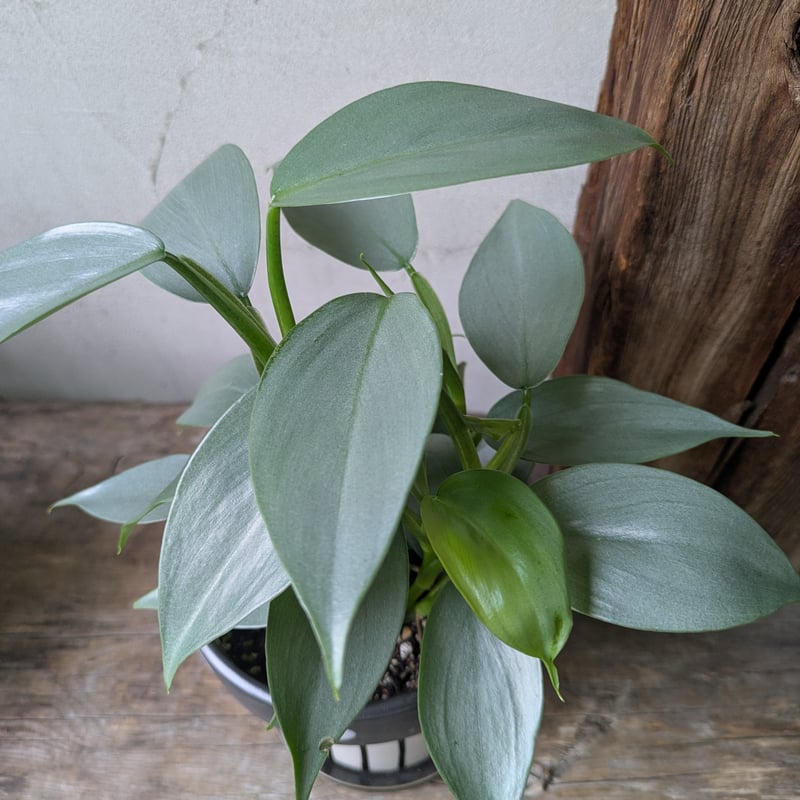 フィロデンドロン シルバーメタル クリスマスギフトに | in Style