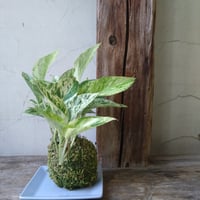 ポトスマーブル　苔玉風