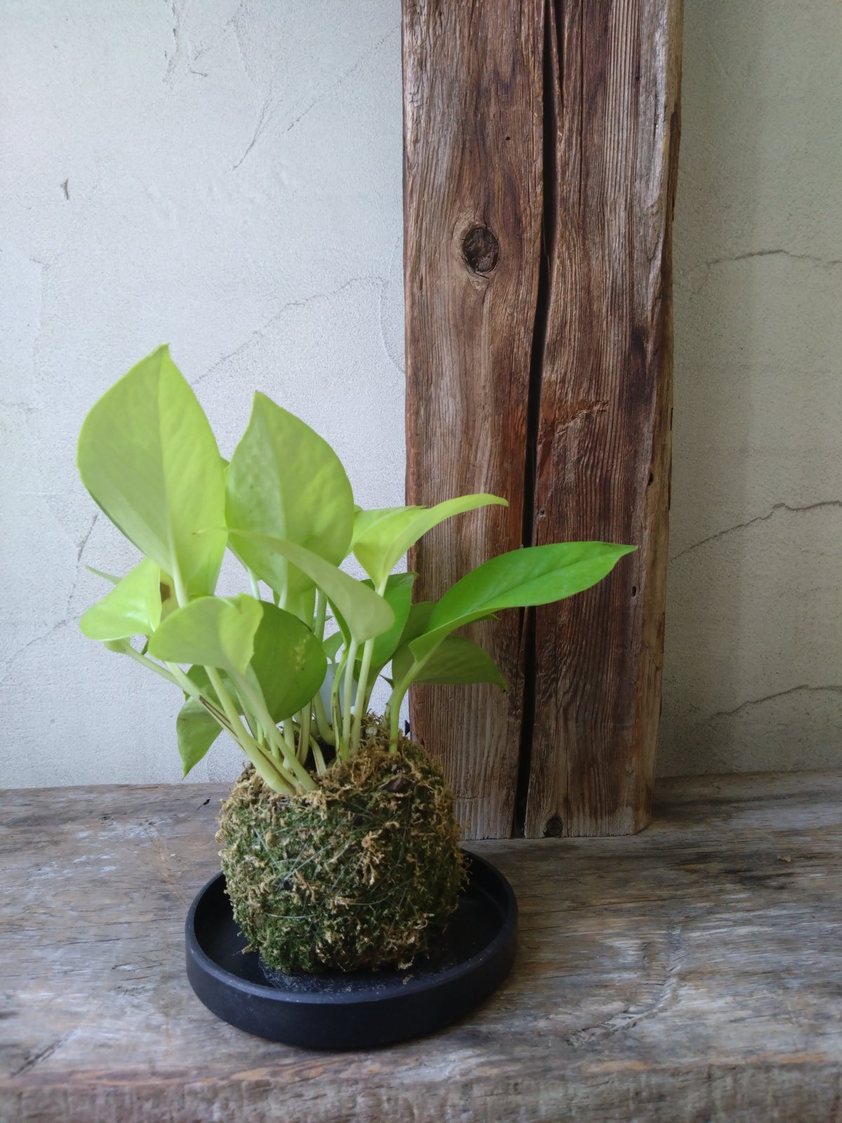 ポトスライムコンパクト ポトス：ライム・コンパクト2号ポット3株セット の通販 | 園芸ネット