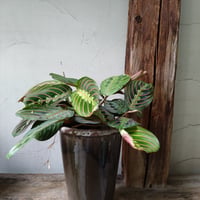マランタ　レウコネウラ