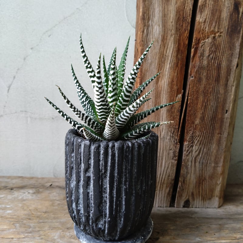 ハオルチア 十二の巻 | in Style