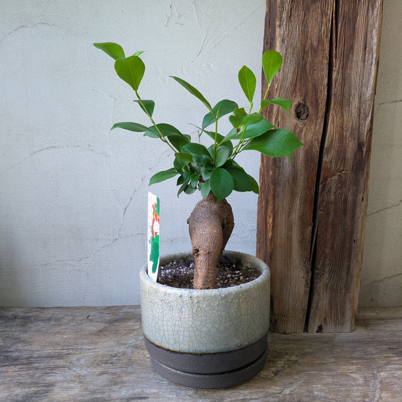 ガジュマル | in Style