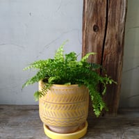 タマシダ