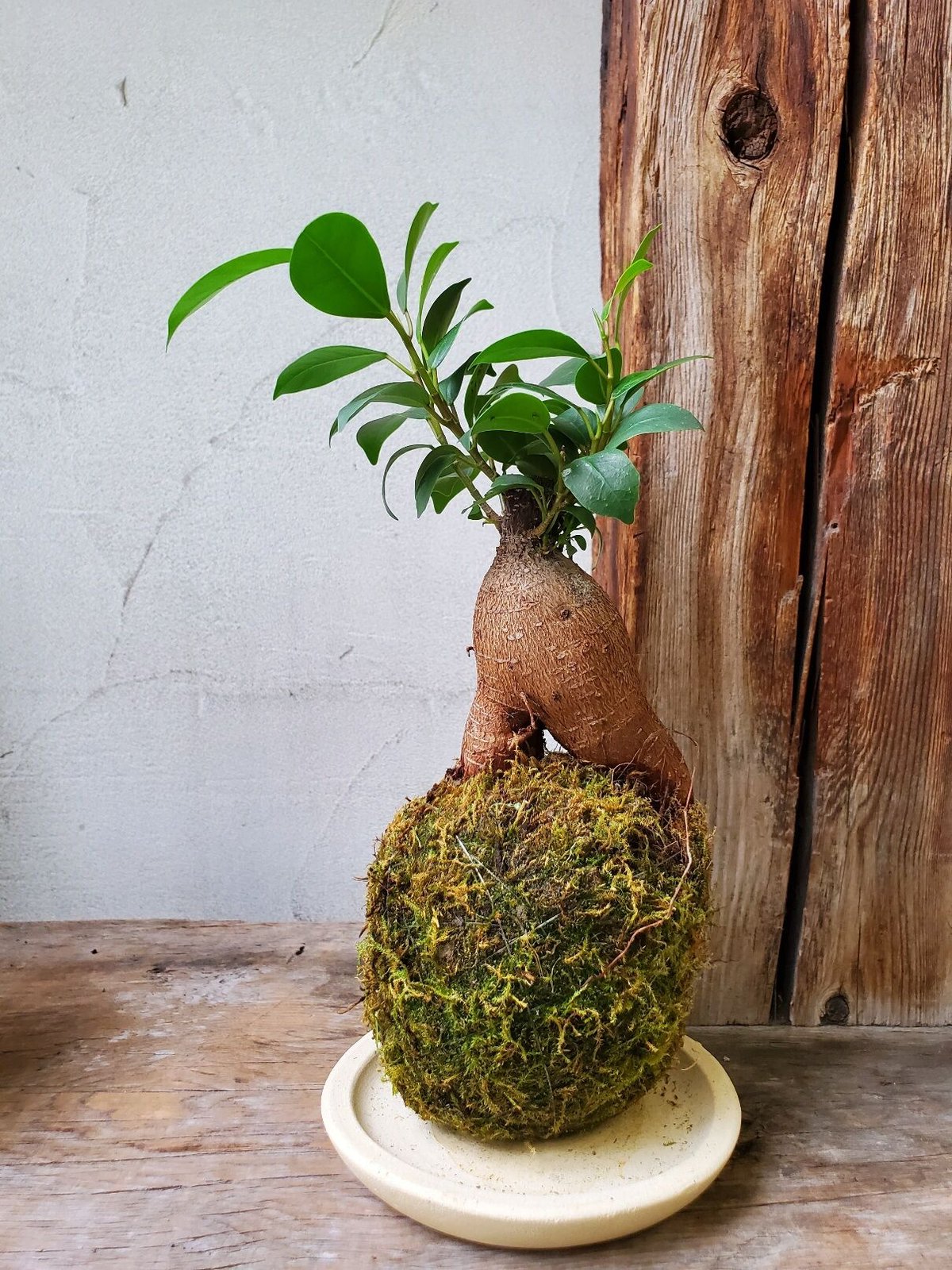 パンダ　ガジュマル　斑入り　苔玉 苔玉 パンダガジュマル 小さい盆栽 受け皿付き インテリア 観葉