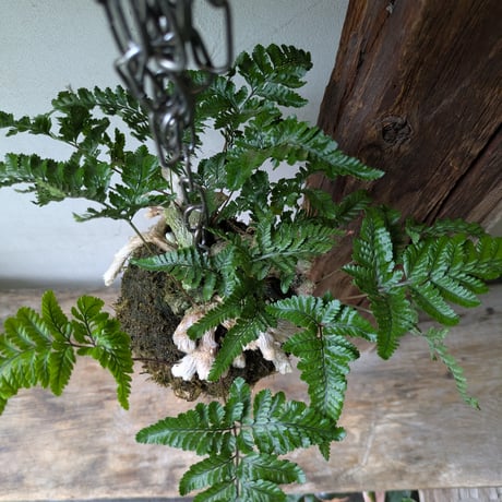 石化シノブ　苔玉風