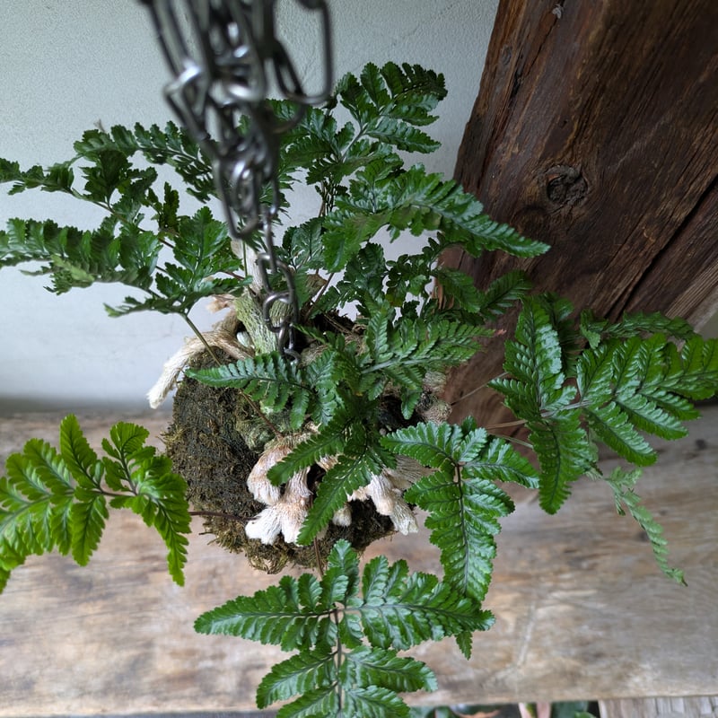石化シノブ 苔玉風 | in Style