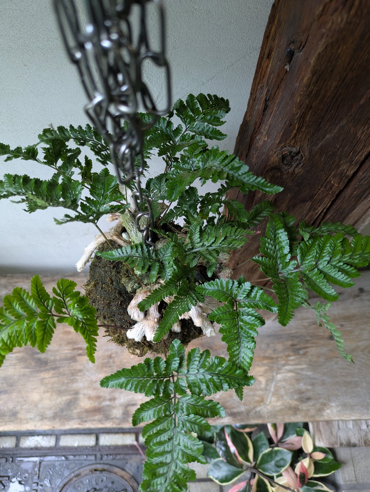 しのぶ苔玉 直径約30cm 苔玉盆栽 ：しのぶ*(吊りスタンド付き)吊り苔玉シノブ夏涼ハンキング和